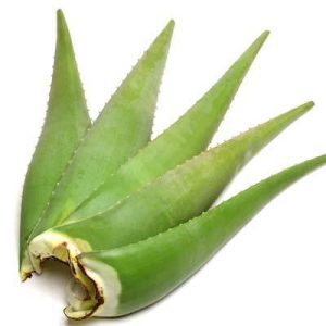 Aloe Leaf/piece