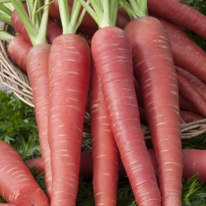 Red Carrots/KG