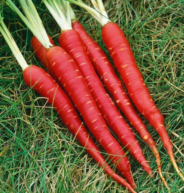 RED CARROT/100G